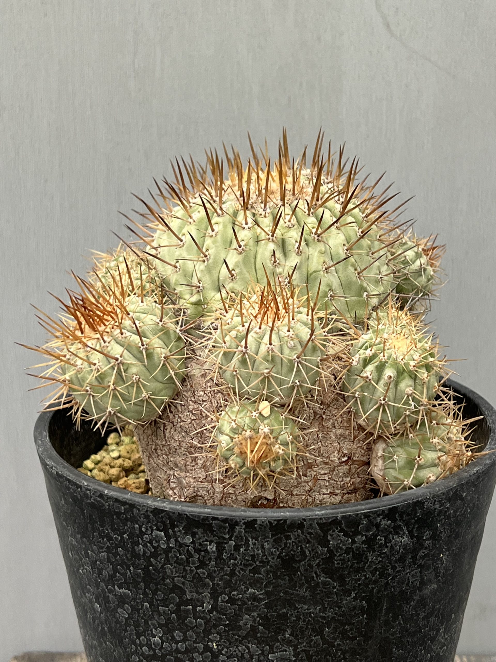 耐寒性オプンチア団扇サボテン フミフサ群生株◇南国ドライガーデン