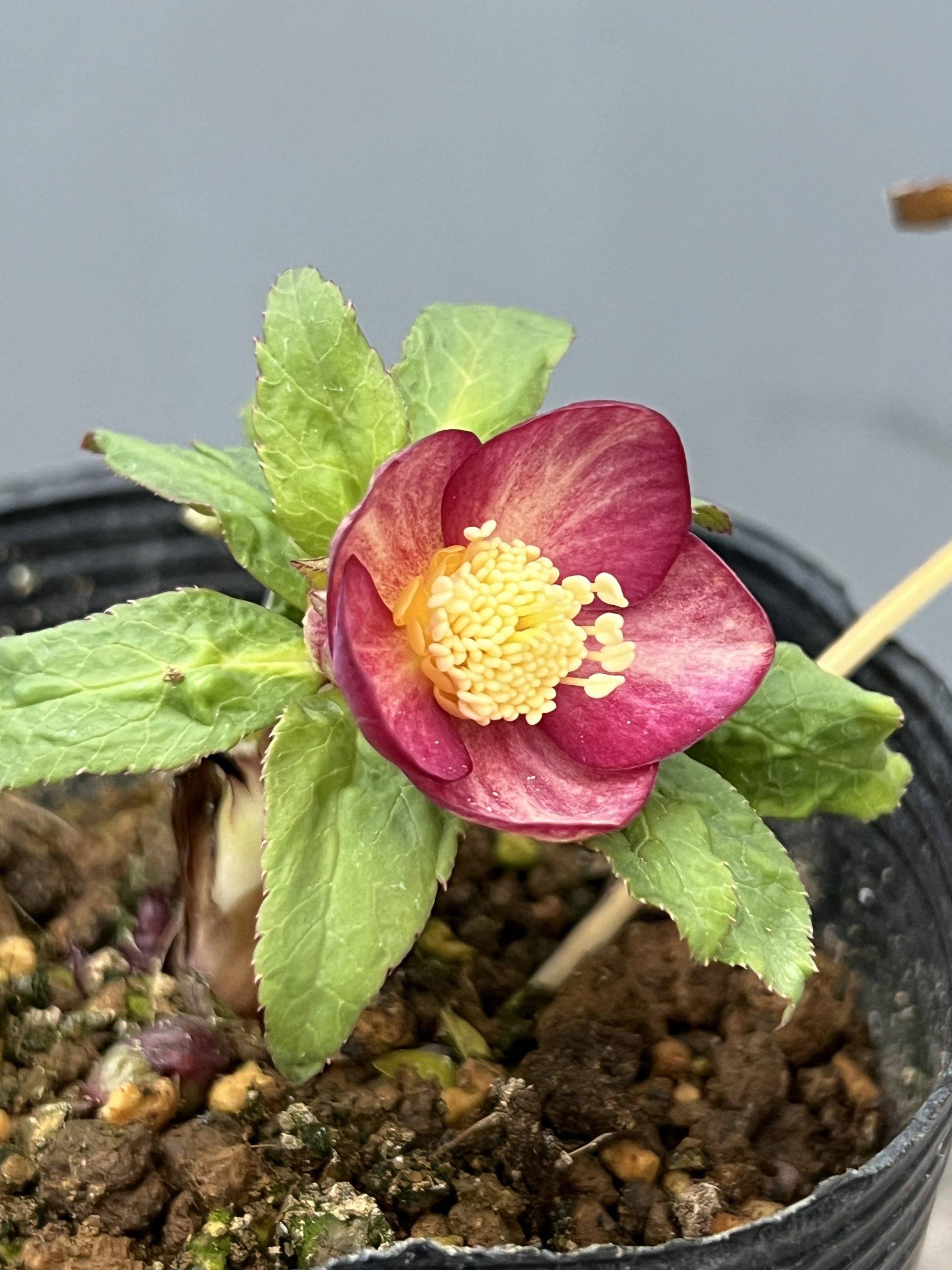 クリスマスローズの季節です！！ – 【公式】花伝 | 福岡県久留米市の園芸店