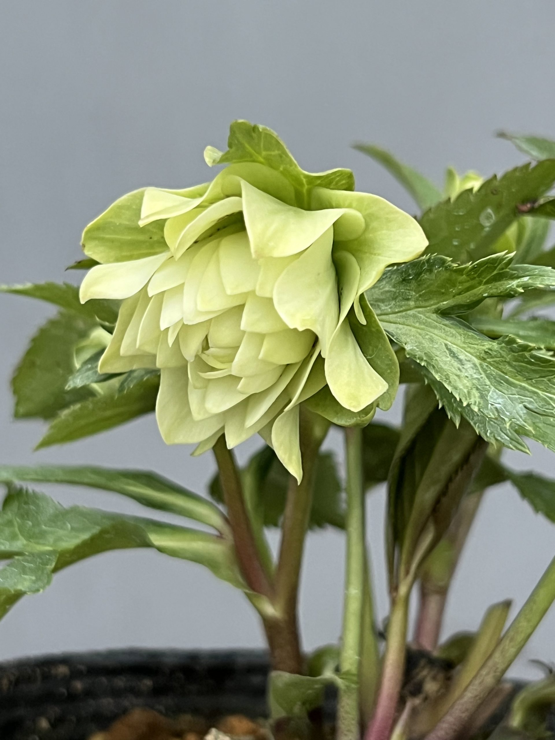 クリスマスローズの季節です！！ – 【公式】花伝 | 福岡県久留米市の園芸店