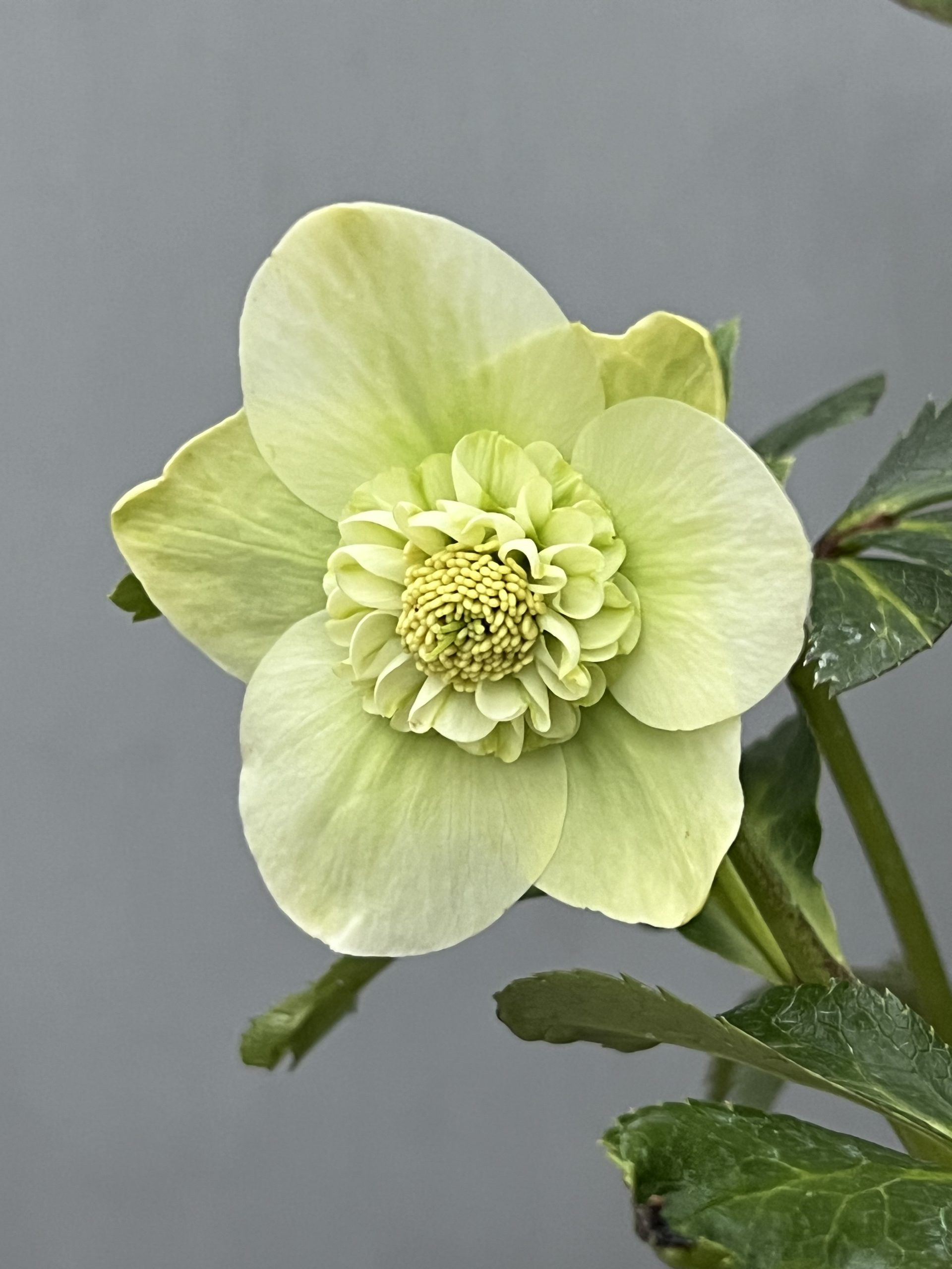 クリスマスローズの季節です！！ – 【公式】花伝 | 福岡県久留米市の園芸店