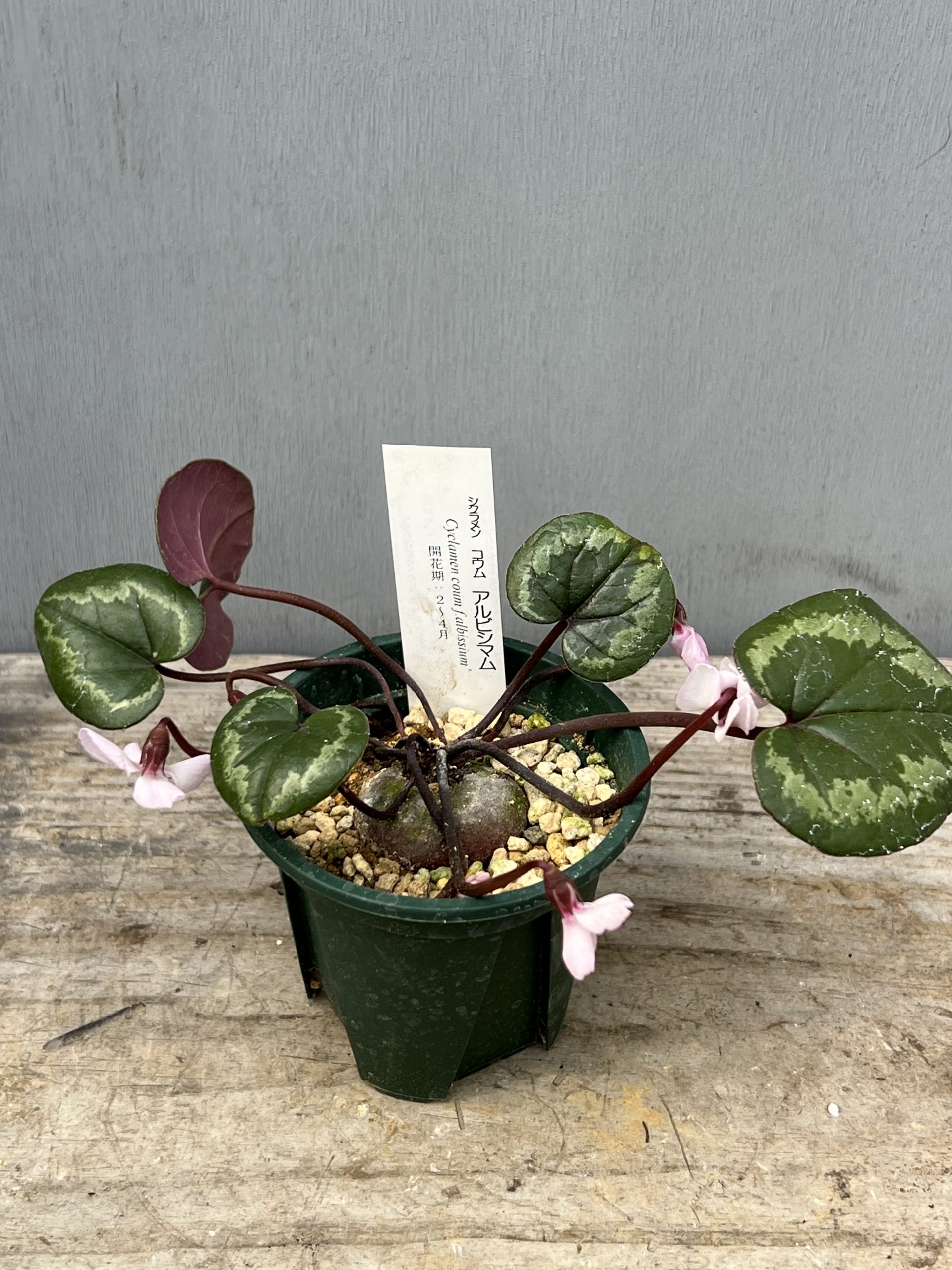 久しぶりに原種シクラメン！！ – 【公式】花伝 | 福岡県久留米市の園芸店