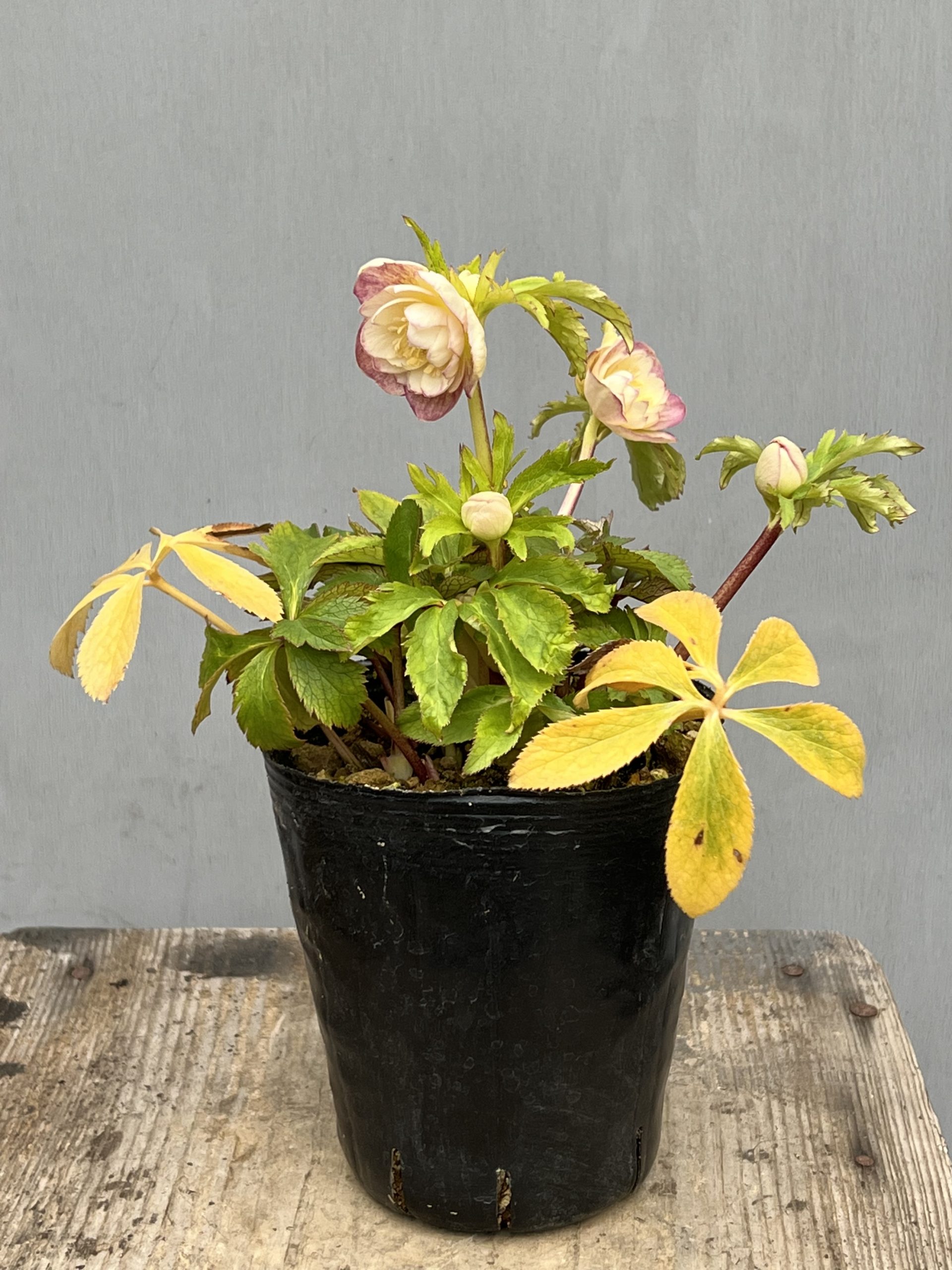 大木ナーセリークリスマスローズ第2弾入荷‼︎ – 【公式】花伝 | 福岡県