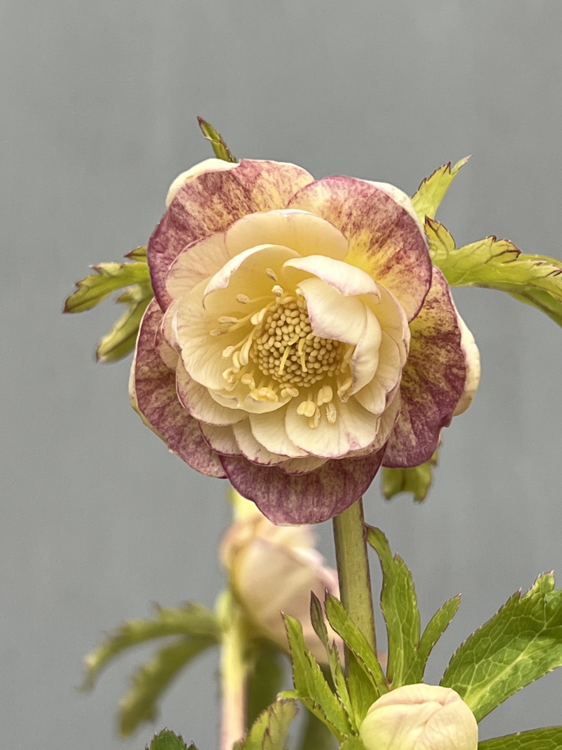 大木ナーセリークリスマスローズ第2弾入荷‼︎ – 【公式】花伝 | 福岡県