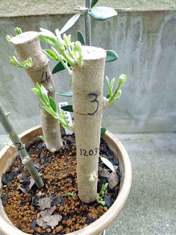 オリーブ挿し木実験-8 (太木挿し): オリーブ吹田