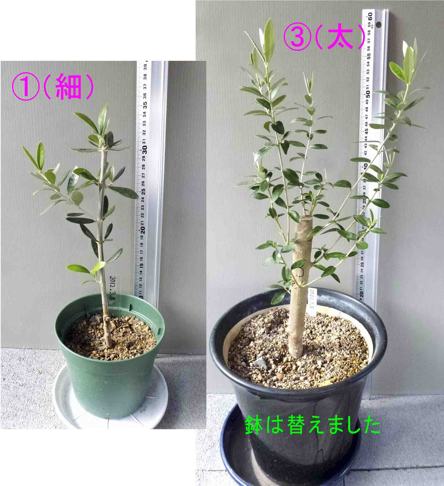 オリーブ挿し木実験-8 (太木挿し): オリーブ吹田