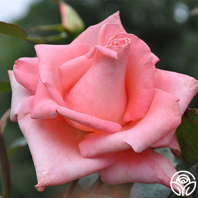Cloud Nine Hybrid Tea Rose | Pink Rose Plant – Heirloom Roses