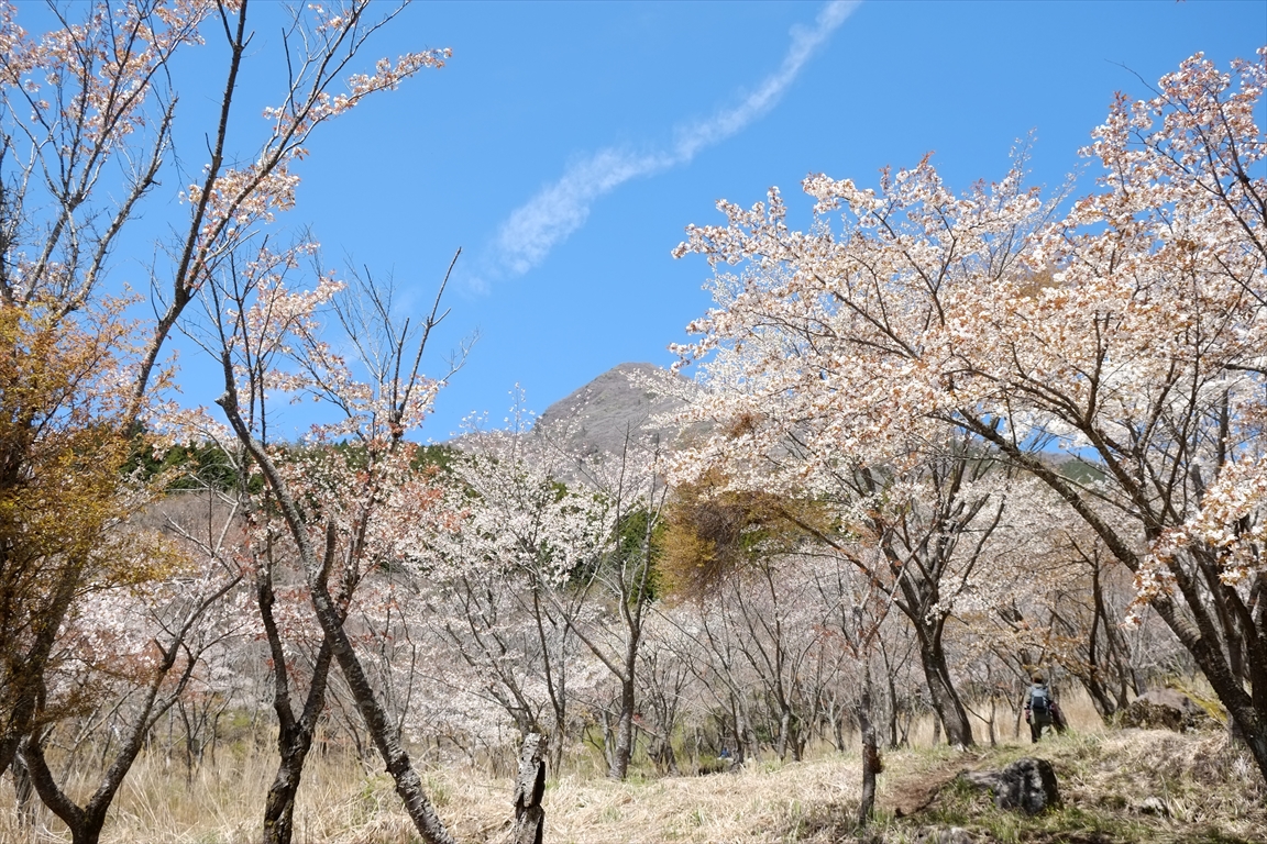 九重】くたみ分かれの四千本桜と立中山登山 趣深い山桜とクリアな青空