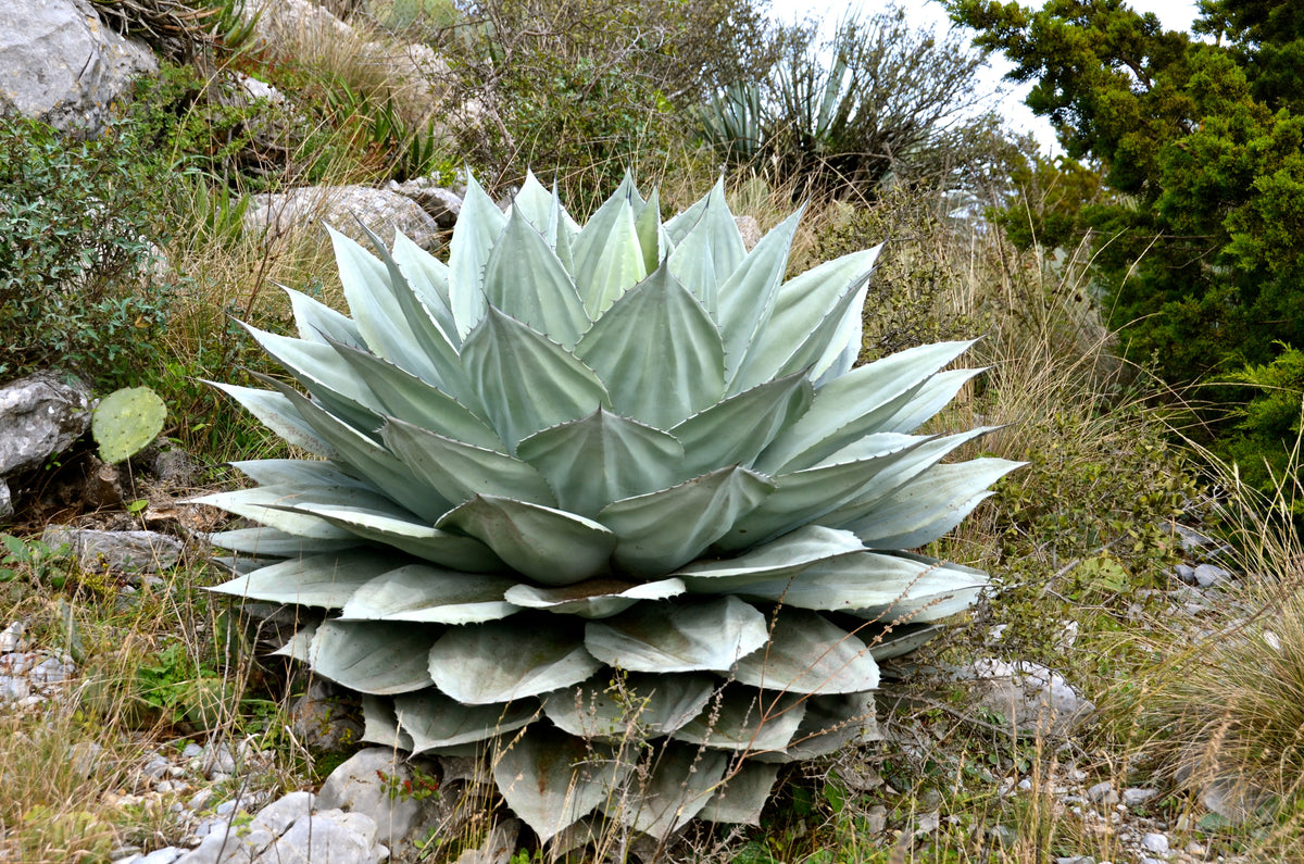 Agave ovatifolia – Hidden Agave
