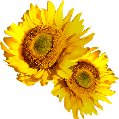 映画『ひまわり 50周年HDレストア版』公式サイト