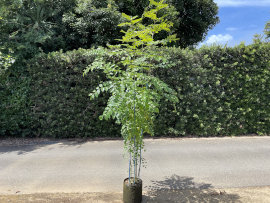 セール＆アウトレット品のご紹介| シマトネリコ | 植木販売 平野園