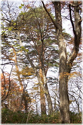 達沢原生林のアカマツ