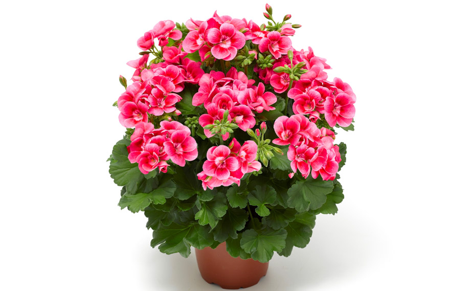 ゼラニウム プリティリトルピンク｜WEBカタログ｜未来アグリス株式会社