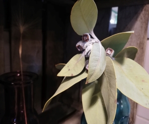 ユーカリ テトラゴナナッツ | hoshimasa