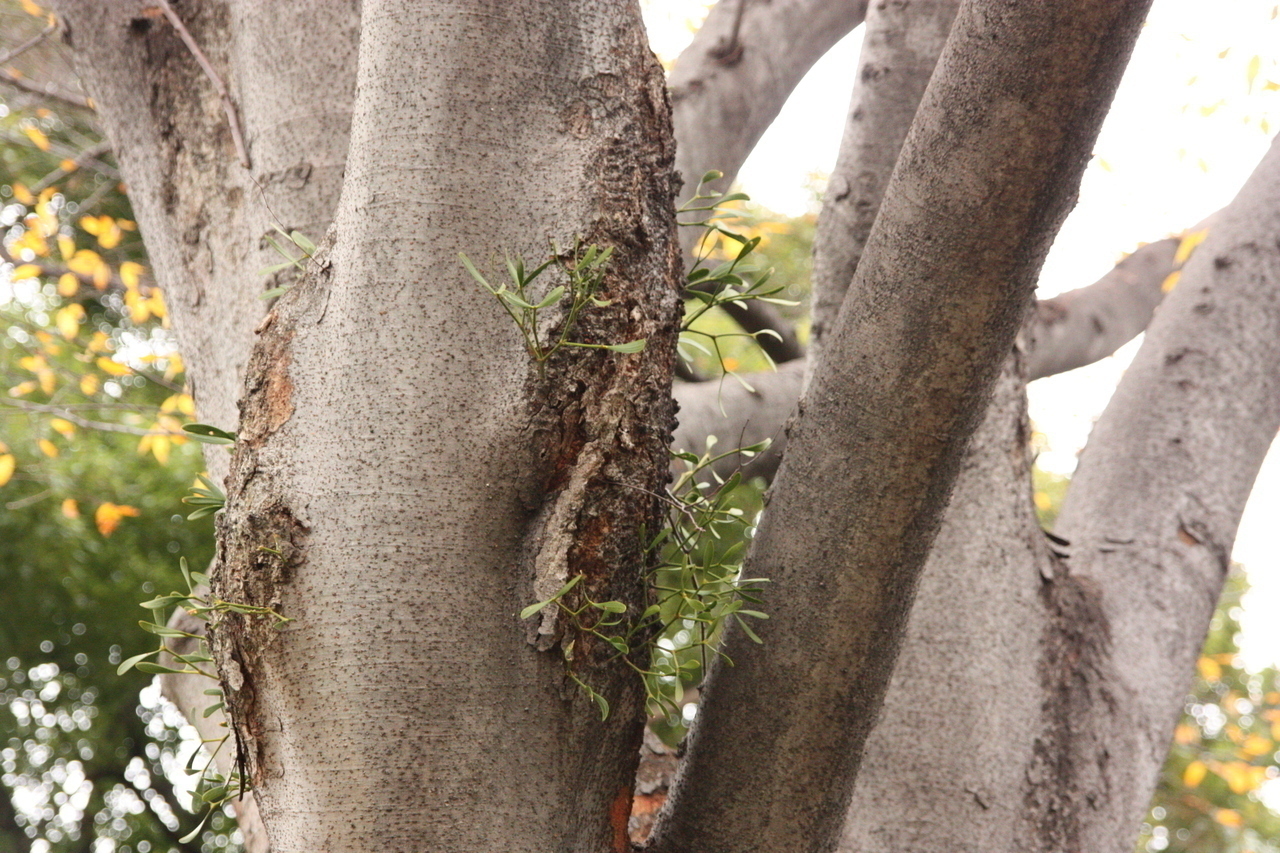 ケヤキ？に寄生するヤドリギ - 図鑑.jp