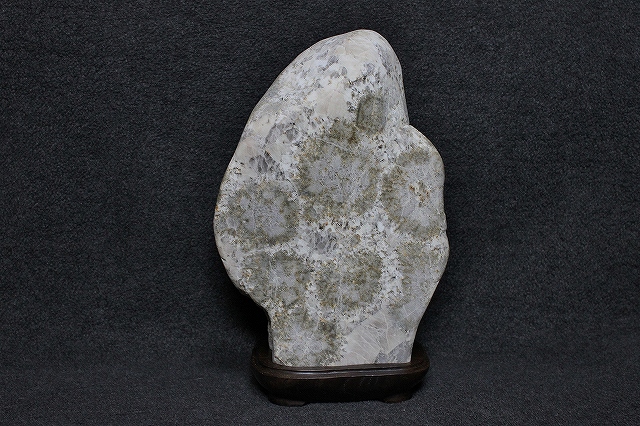 幻の？猿投菊石・・・ | 天然石だいすき～ - 楽天ブログ