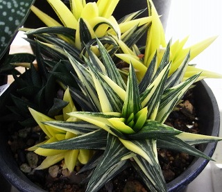 五重塔斑入り | ☆ガマンマの ニク・サボ栽培☆ - 楽天ブログ