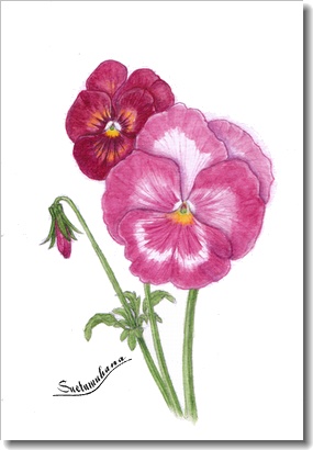 パンジー＆ビオラ ・ ボタニカルアート | 末摘む花の雑記帳 - 楽天ブログ