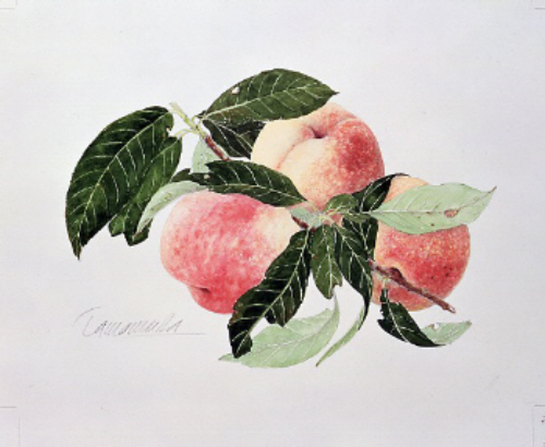 玉村豊男 版画 【収穫された三つの桃】 フランジェリコwebショップ
