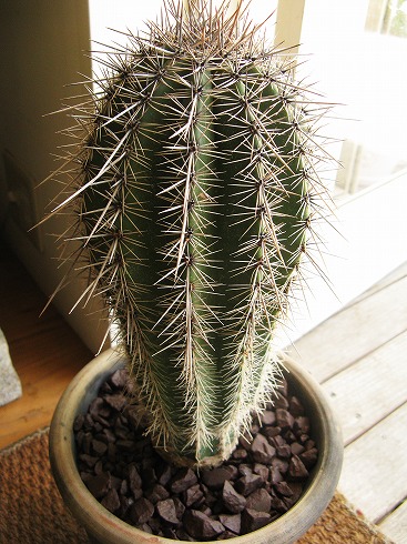 20年ものサボテン 弁慶柱 | blog.florista-asaki