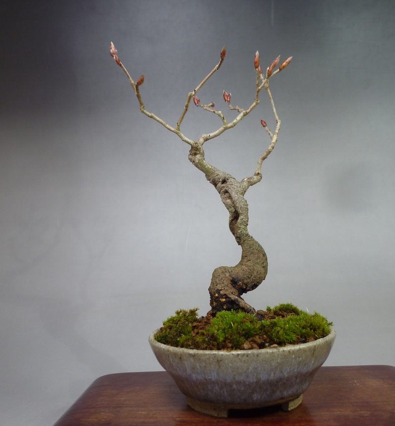 ヤマコウバシ3樹 | 小品盆栽てのり樹工房