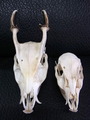 ☆即納☆ キョン（ヨツメジカ）Muntjac 頭骨 オス・メスSET | 【CORE