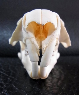 ☆即納☆ アメリカ便 ウッドチャックの頭骨 | 【CORE-BOX】店長ブログ