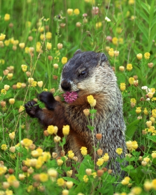 ☆即納☆ アメリカ便 ウッドチャックの頭骨 | 【CORE-BOX】店長ブログ