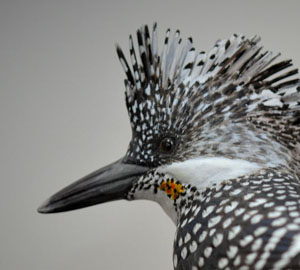 バードカービング No.4ヤマセミ | Hihajiのモノづくりざんまい