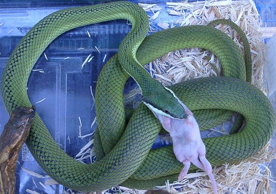 バロンコダマヘビ | 萌萌虫雑記帳