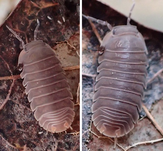 ユニオンネッタイコシビロダンゴムシ7 | 萌萌虫雑記帳