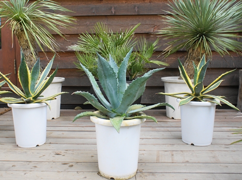 ドライガーデン | ヤシの木南国リゾートの庭 COCOS GARDEN*