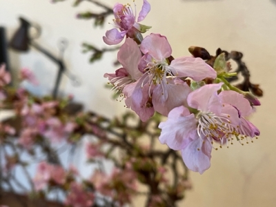 椎名勇さんの土鍋 ＆ 通販受付中 ＆ ”今ぜき”さんの恵方巻 | Daily