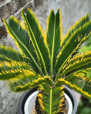 金環蘇鉄（黄金ソテツ） 入荷～ドライガーデンコーナー～ | H a n a G