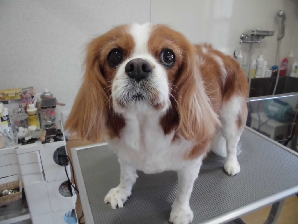 らきそ様❤キャバリアキングチャールズスパニエル セキセイインコ 印鑑