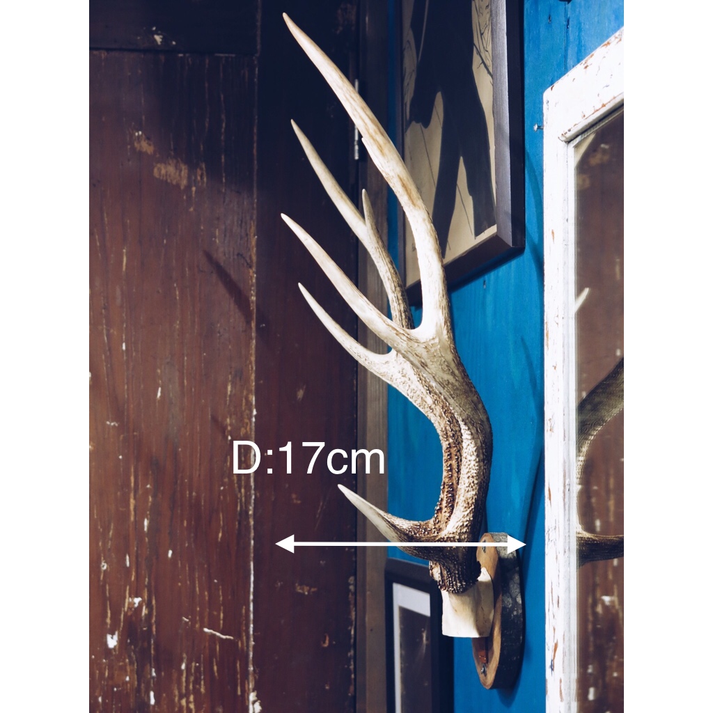 立派な鹿角オブジェ | ガロンのハンドメイドとアトリエの日常