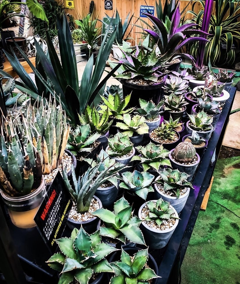 image.php?id=2239719&p=shopn&s