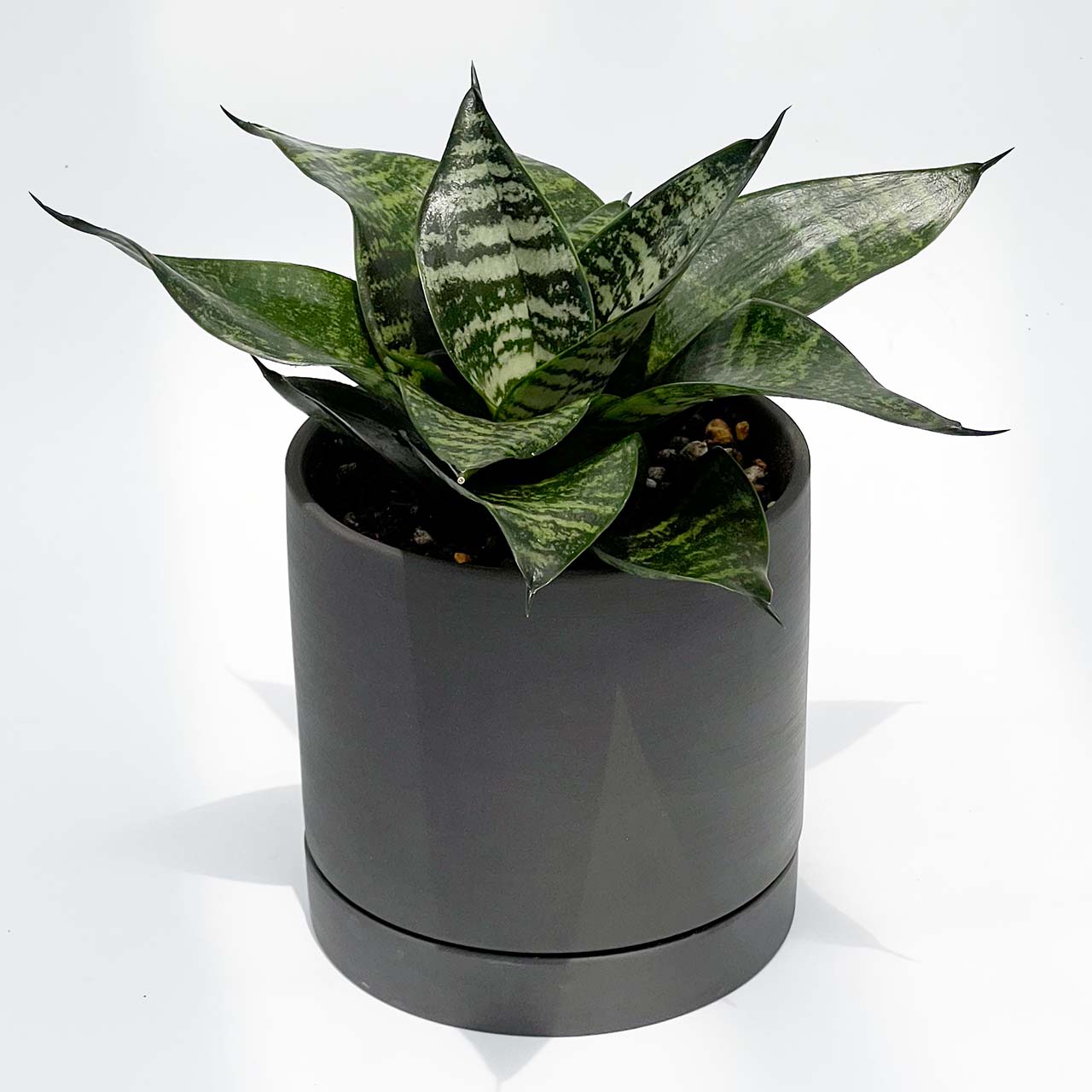 ハニーベリー苗木 鉢ごと発送 ハニーベリー苗木 鉢ごと発送 鉢物の