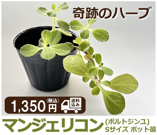 マンジェリコン(ポルトジンユ)Sサイズ ポット苗 | 地のものオンライン