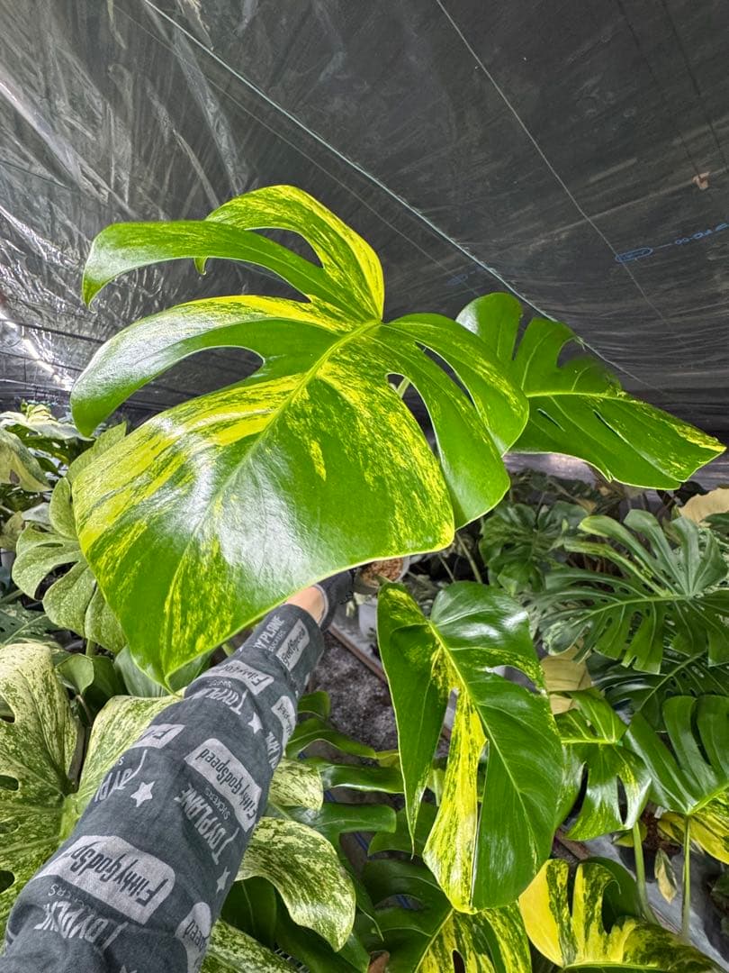 モンステラ ボルギシアナ オーレア 黄斑入り カット苗 – JolieNursery