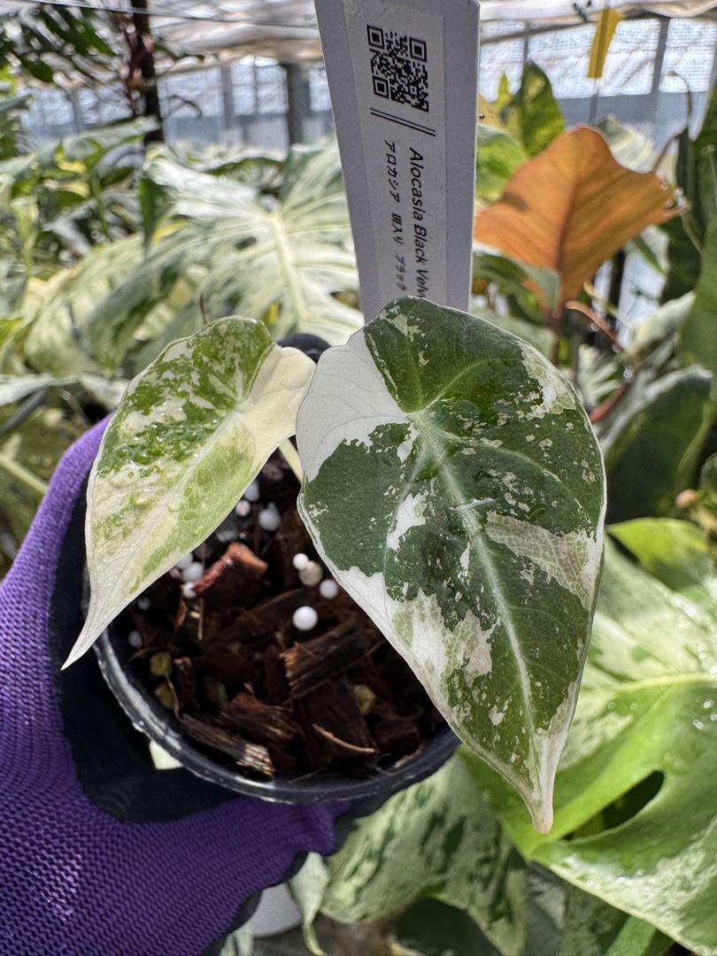 アロカシア ブラックベルベット ピンク 斑入り 2号【漆黒の葉に映える