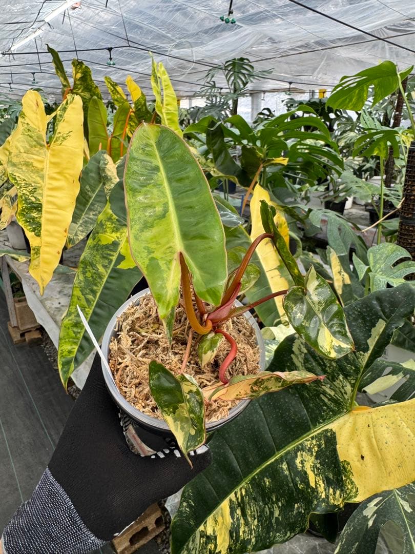 フィロデンドロン ビレッティア 斑入り 組織培養苗 順化済 – JolieNursery