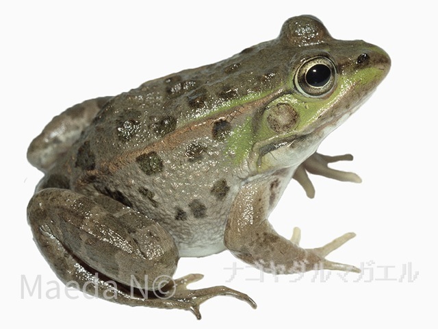 ナゴヤダルマガエル