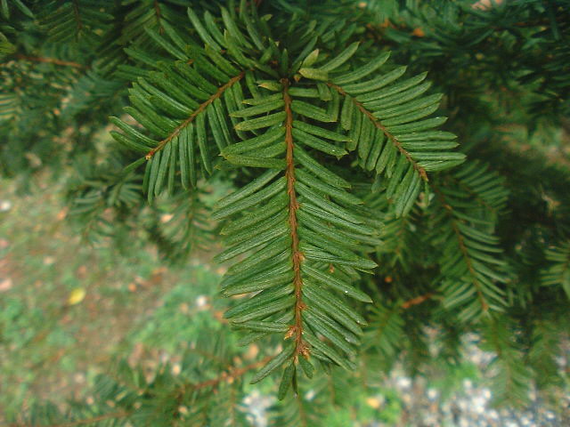 イチイ科イチイ属イチイ