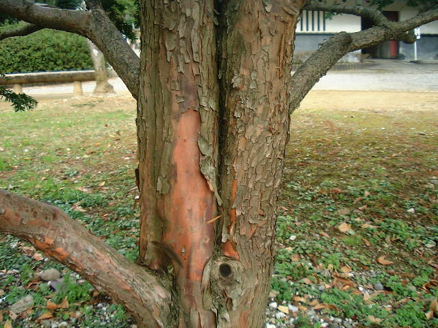 イチイ科イチイ属イチイ