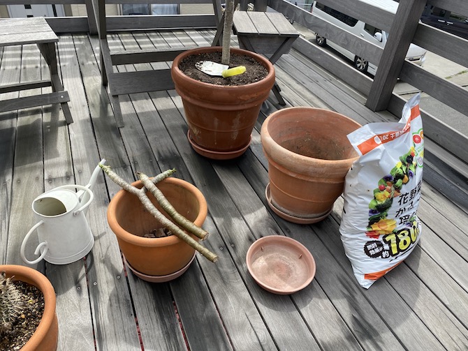 大好きな花「プルメリア」新たな展開に‼️】釣り大先輩より挿木を頂き