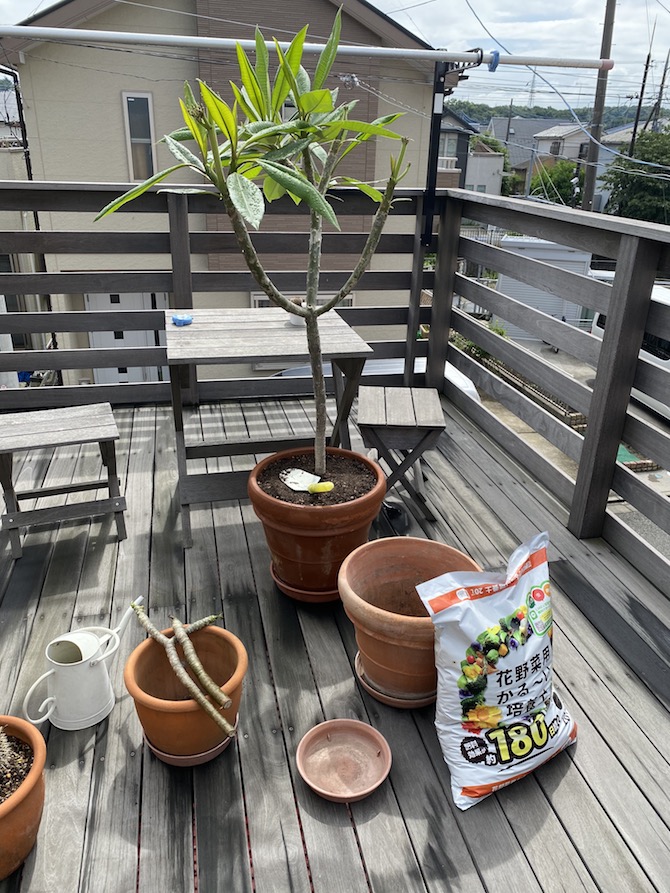 大好きな花「プルメリア」新たな展開に‼️】釣り大先輩より挿木を頂き