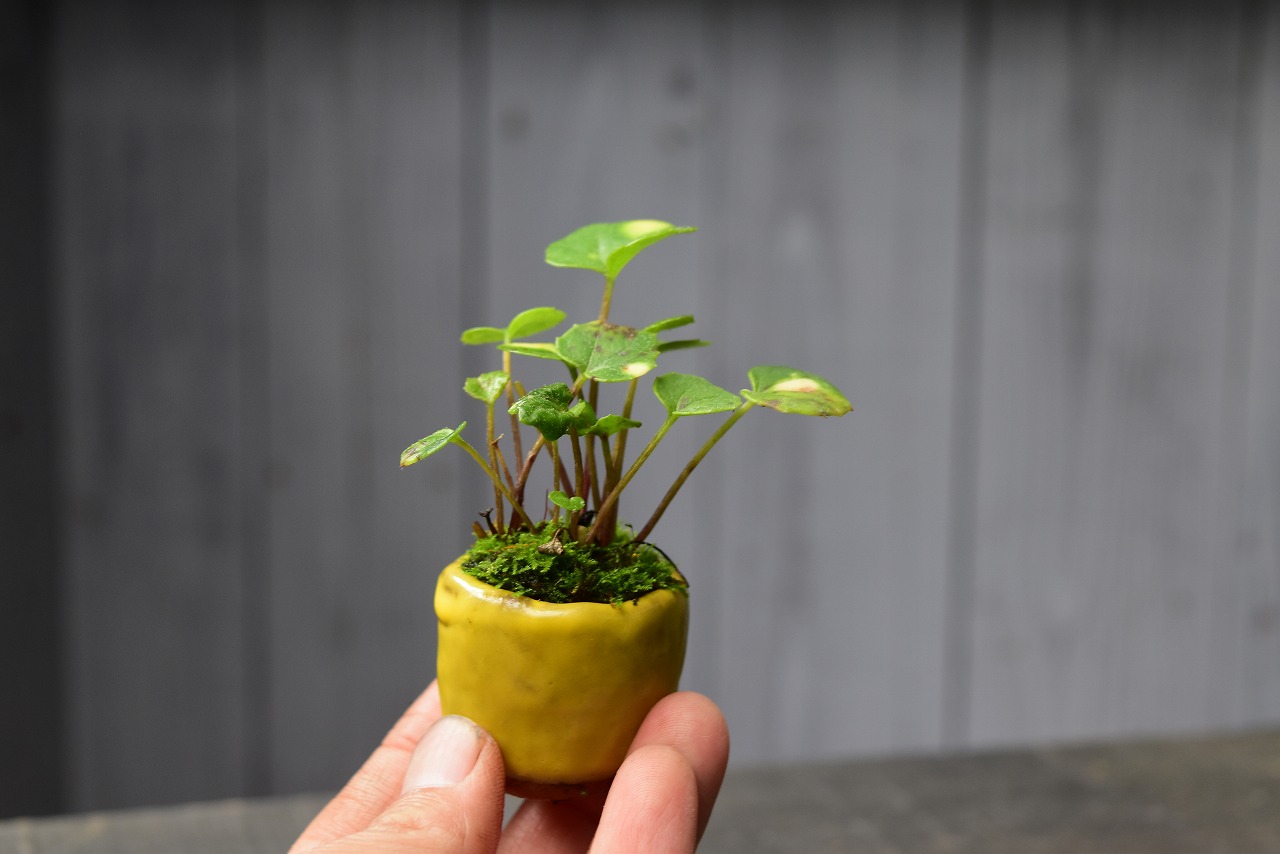 山野草 草もの盆栽 | 那須 苔屋のブログ