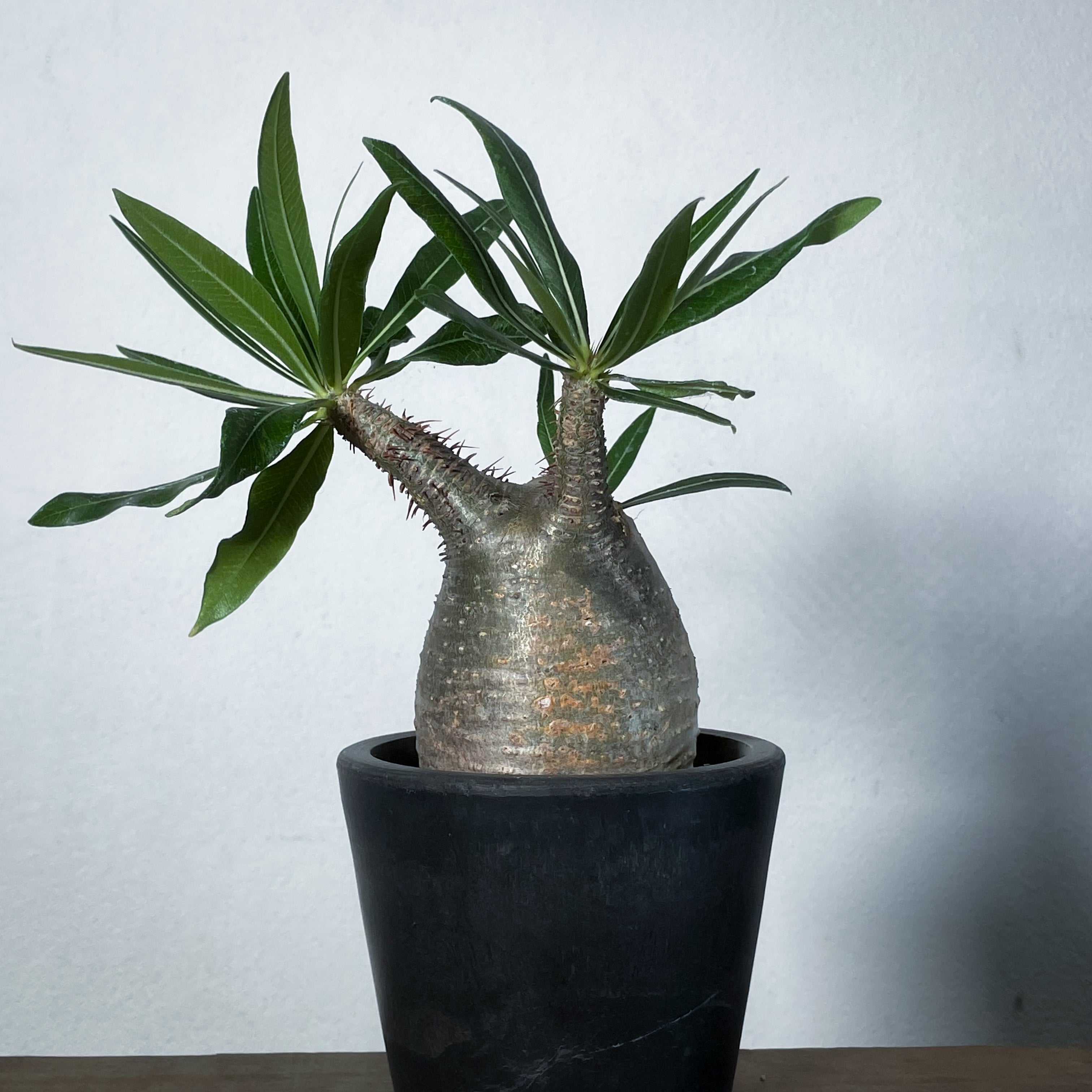 1点物】パキポディウム グラキリス | P-16 ※キズあり – LAND KNOT PLANTS