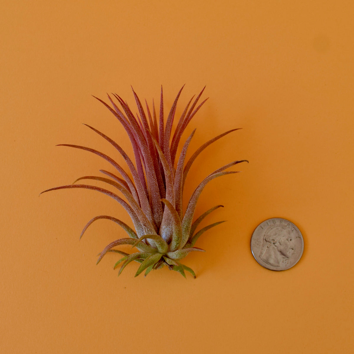 Predator Ionantha Air Plant – Latinx With Plants