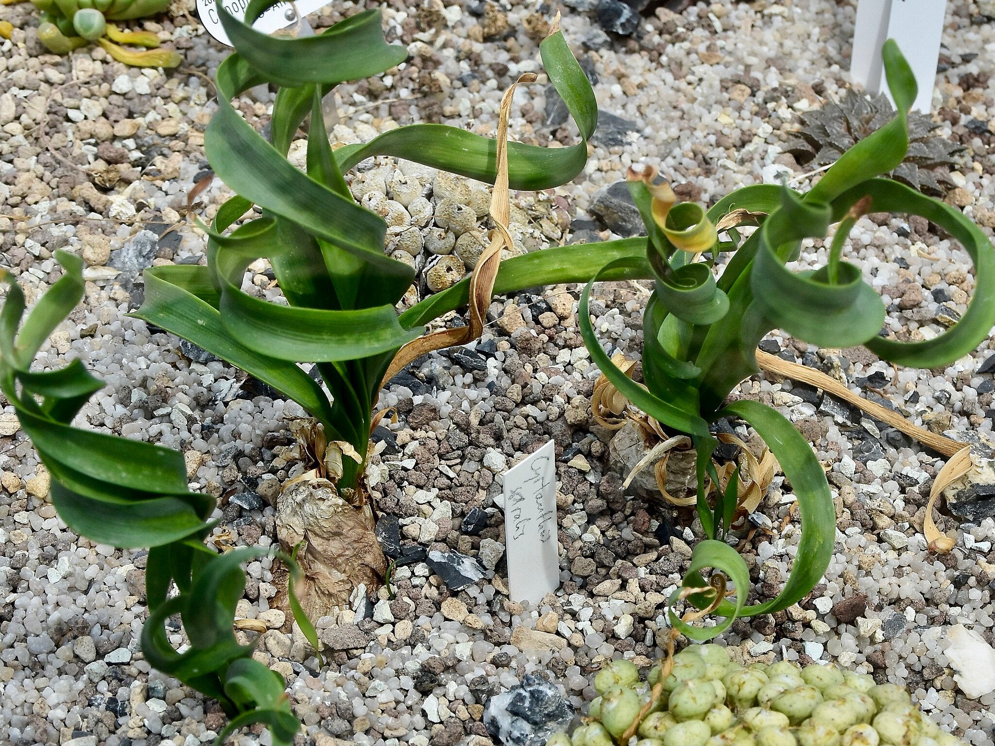 植物図鑑】キルタンサス・スピラリス（Cyrtanthus spiralis）とは